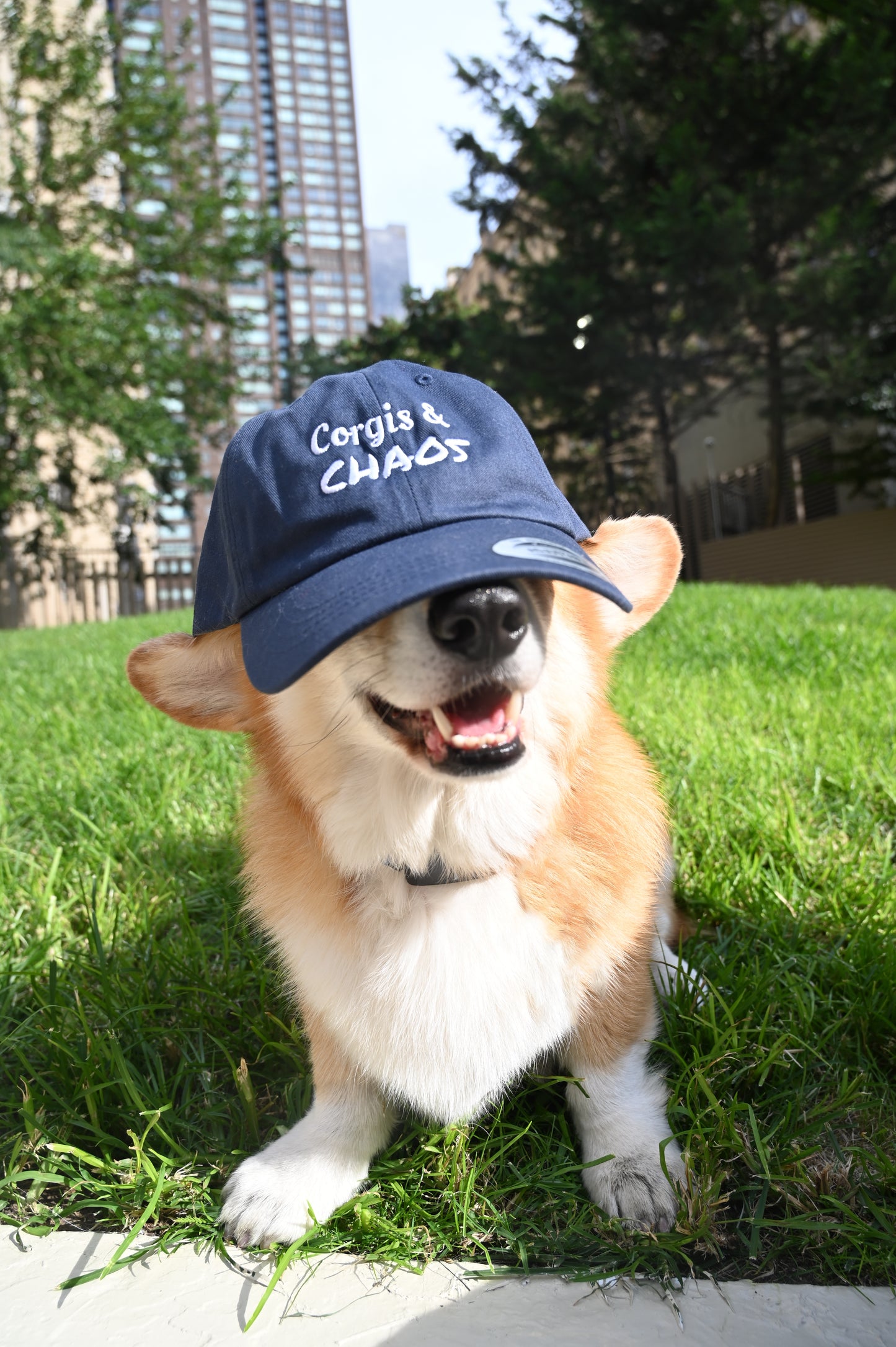 Corgis & Chaos Embroidered Cap